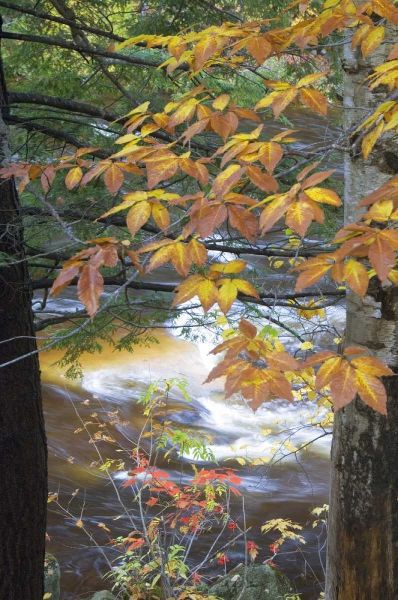 USA, New Hampshire, Stream and fall foliage